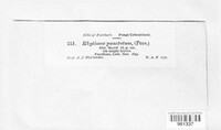Rhytisma punctatum image